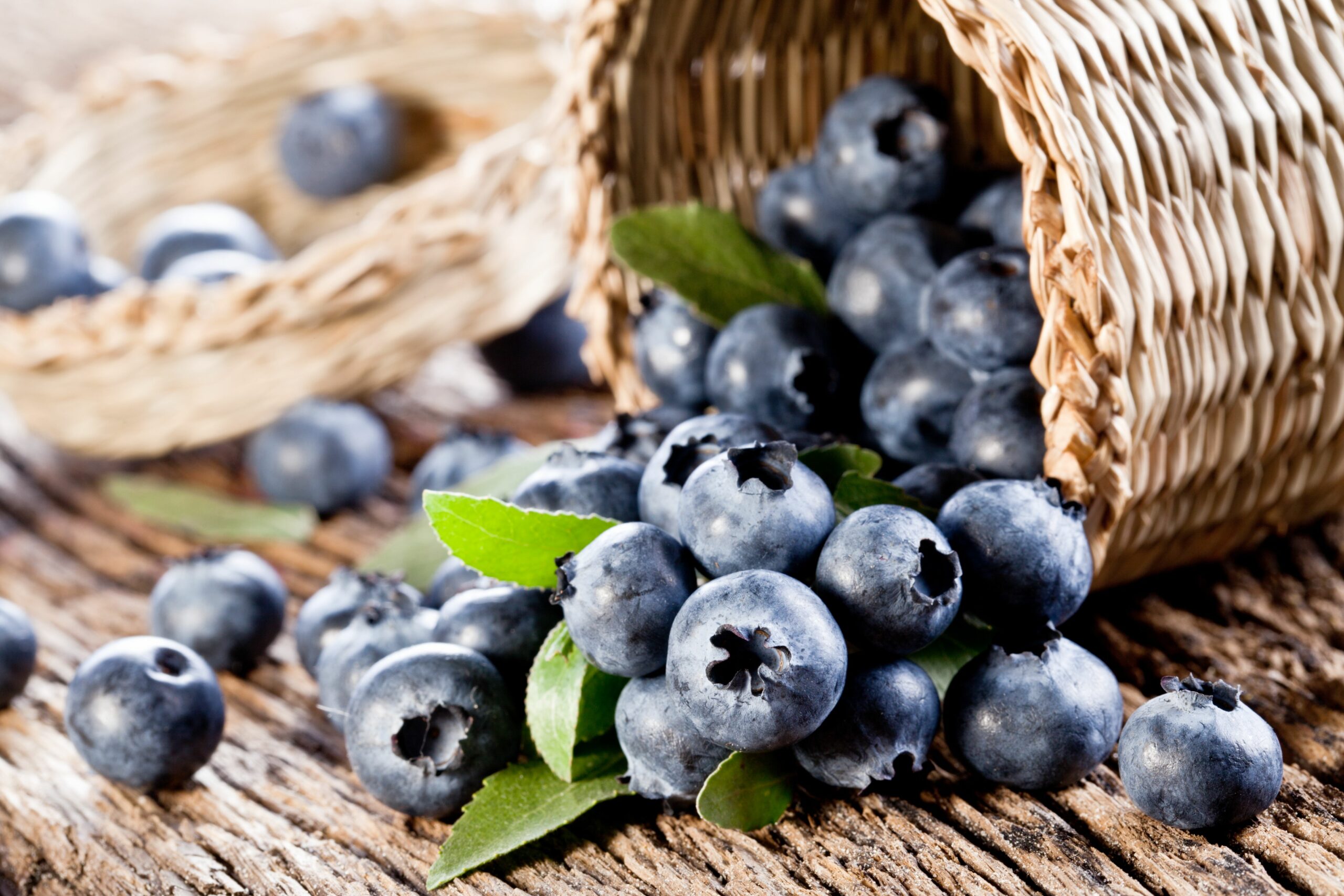 Ya listos para South American Blueberry Convention 2022 ...