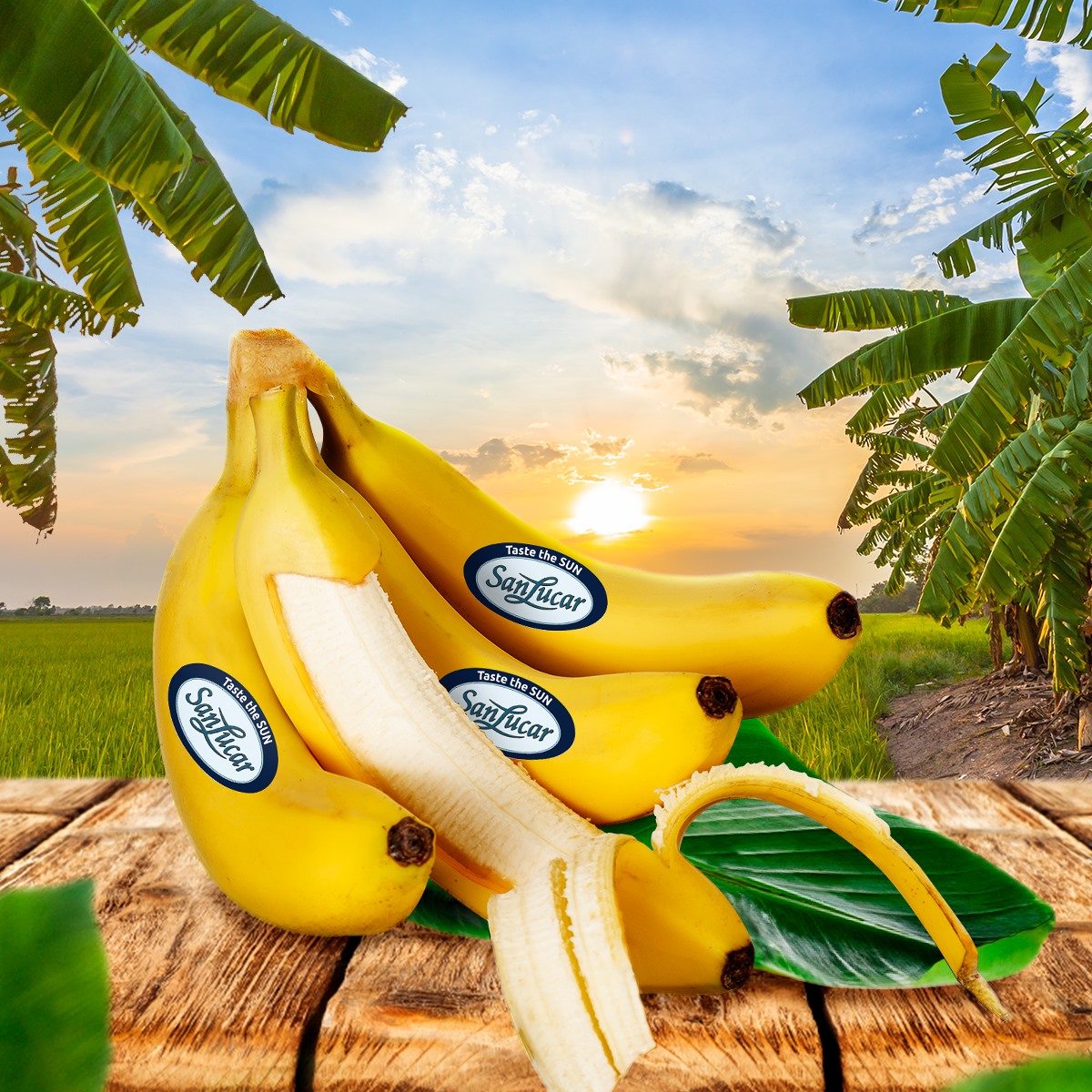 SanLucar lanza nuevo concepto de bananas premium en Ecuador