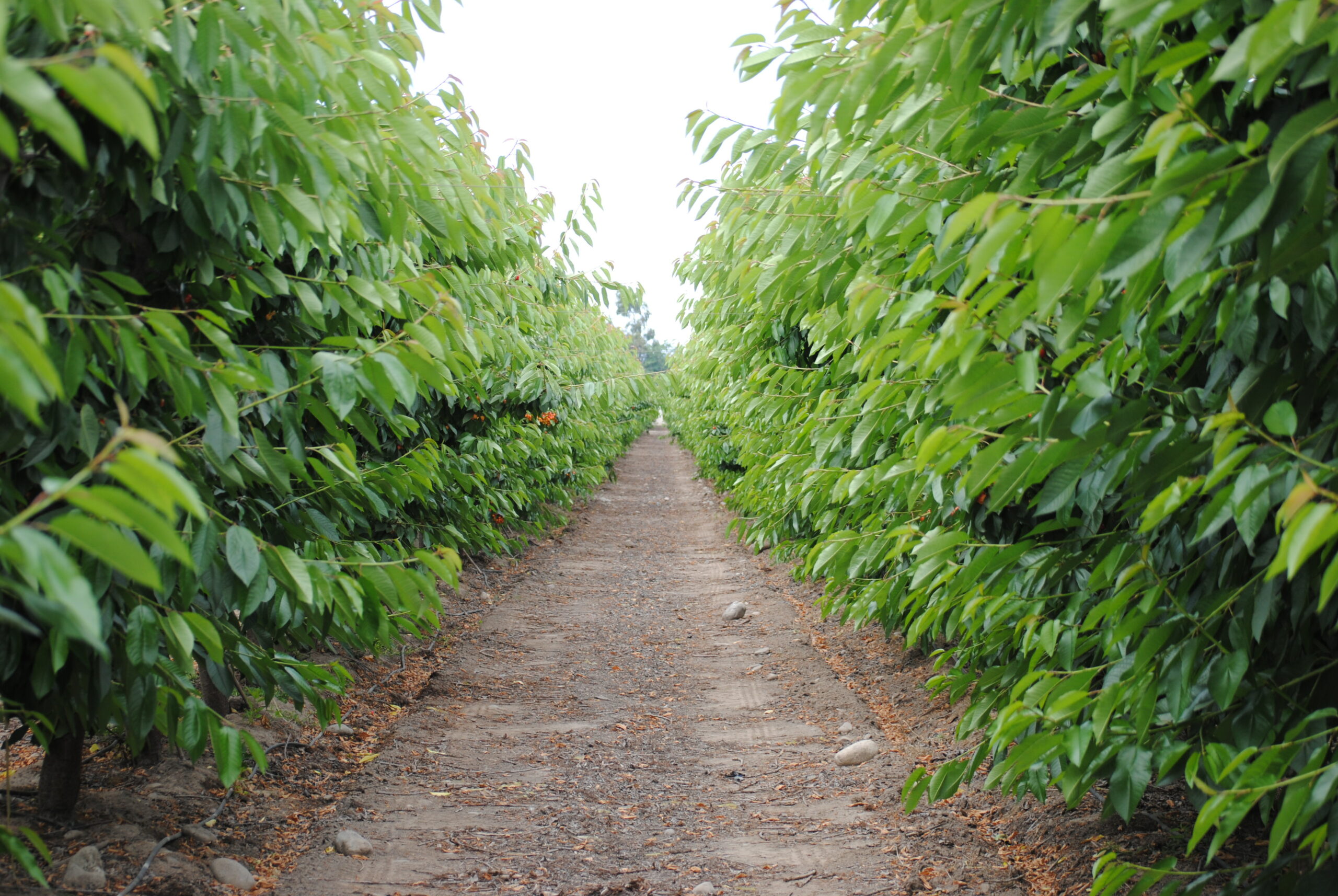 Corteva; Trabajando para una agricultura sostenible