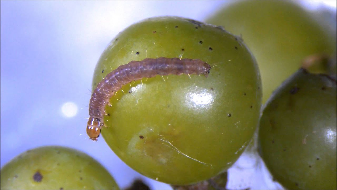 Lobesia botrana o polilla del racimo de la vid - PortalFruticola.com