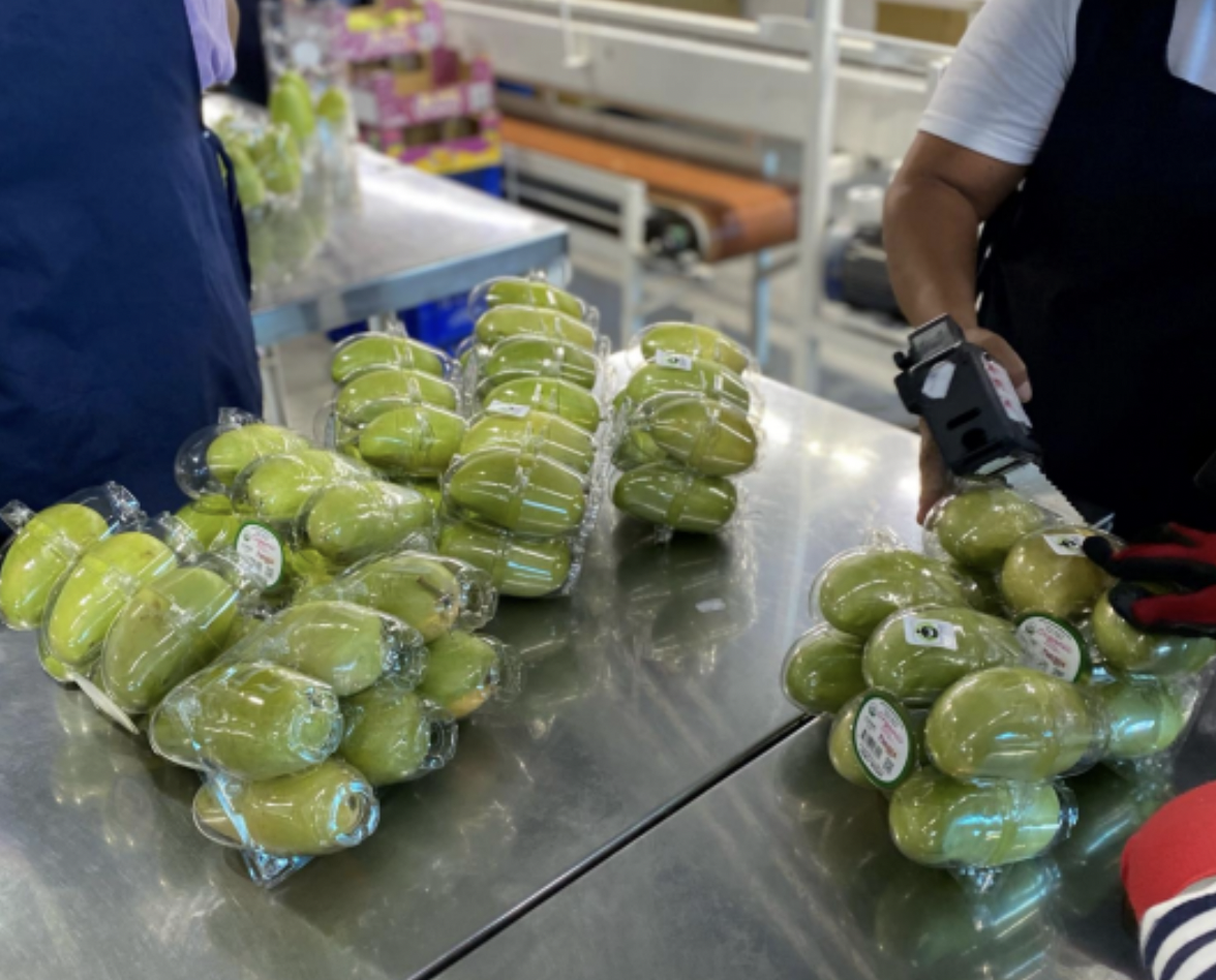 Freska Produce espera crecimiento de mango mexicano