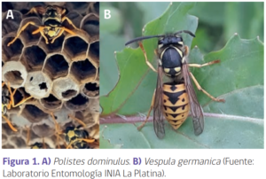 Avispas alfareras y papeleras: Cómo diferenciarlas - PortalFruticola.com