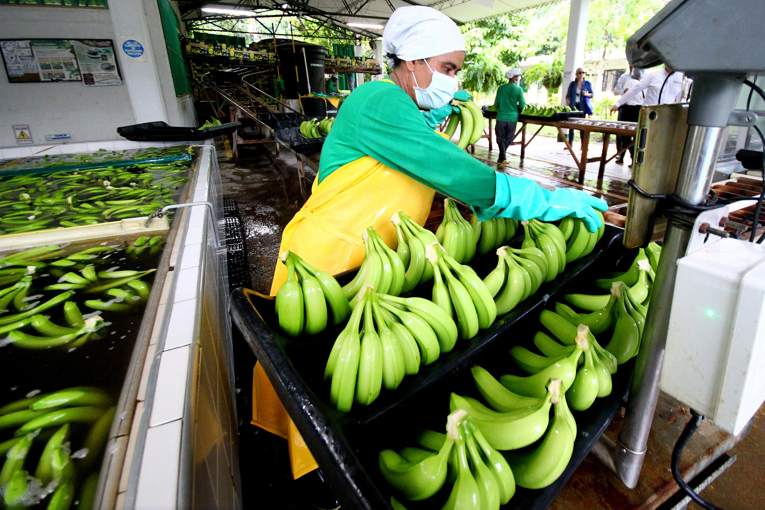 Colombia da un paso estratégico que fortalece defensa del banano frente al Fusarium R4T