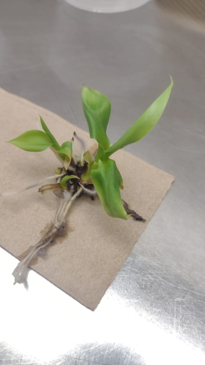Biotecnología vegetal potencializaría las exportaciones