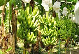 Colombia: ASBAMA pide prudencia y alerta sobre impacto al empleo rural por tensiones con EE.UU. 3 Plantaciones de banano ASBAMA