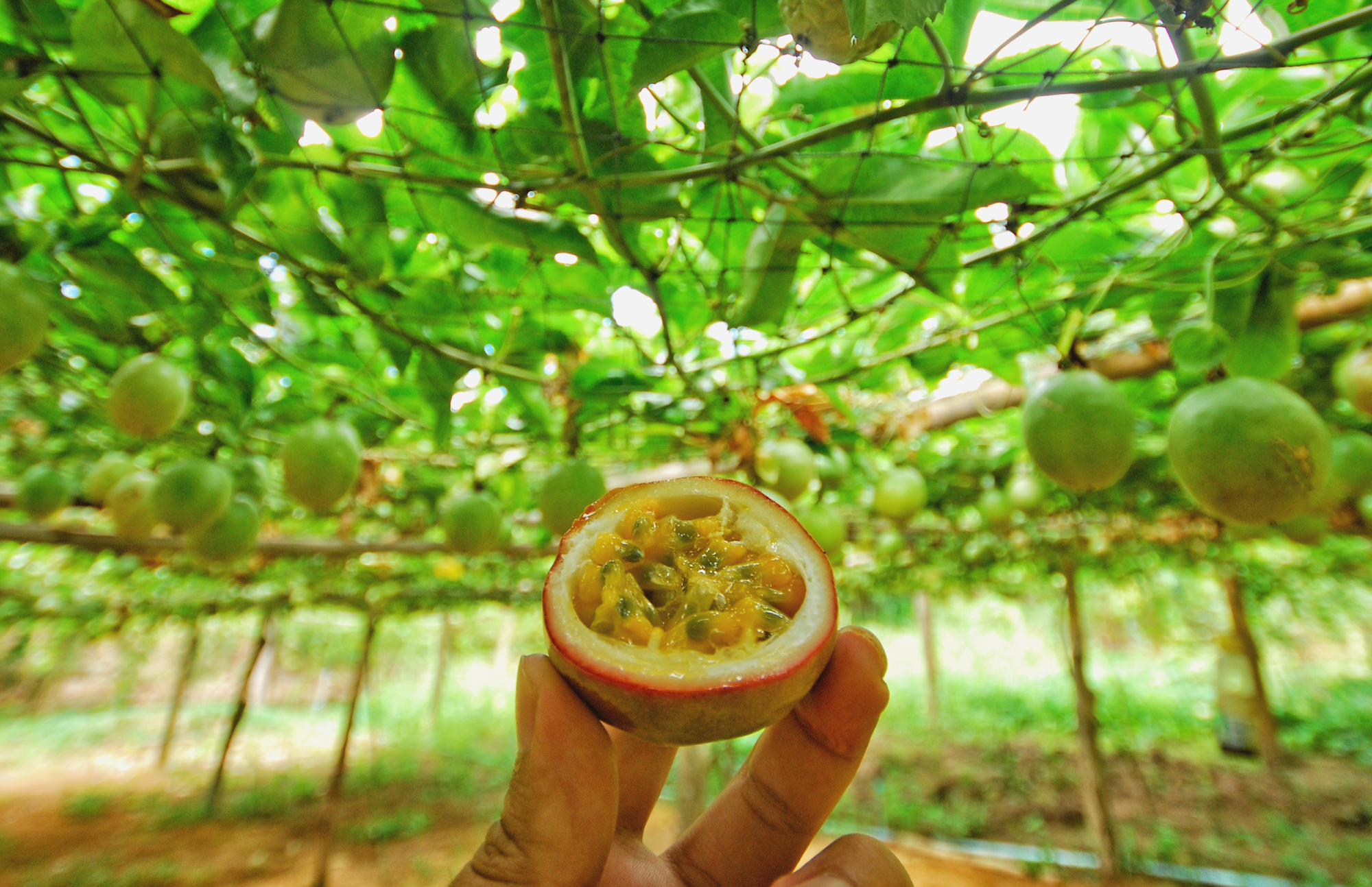 Sistema de tutorado en el cultivo de maracuyá - PortalFruticola.com, image size:2000x1294