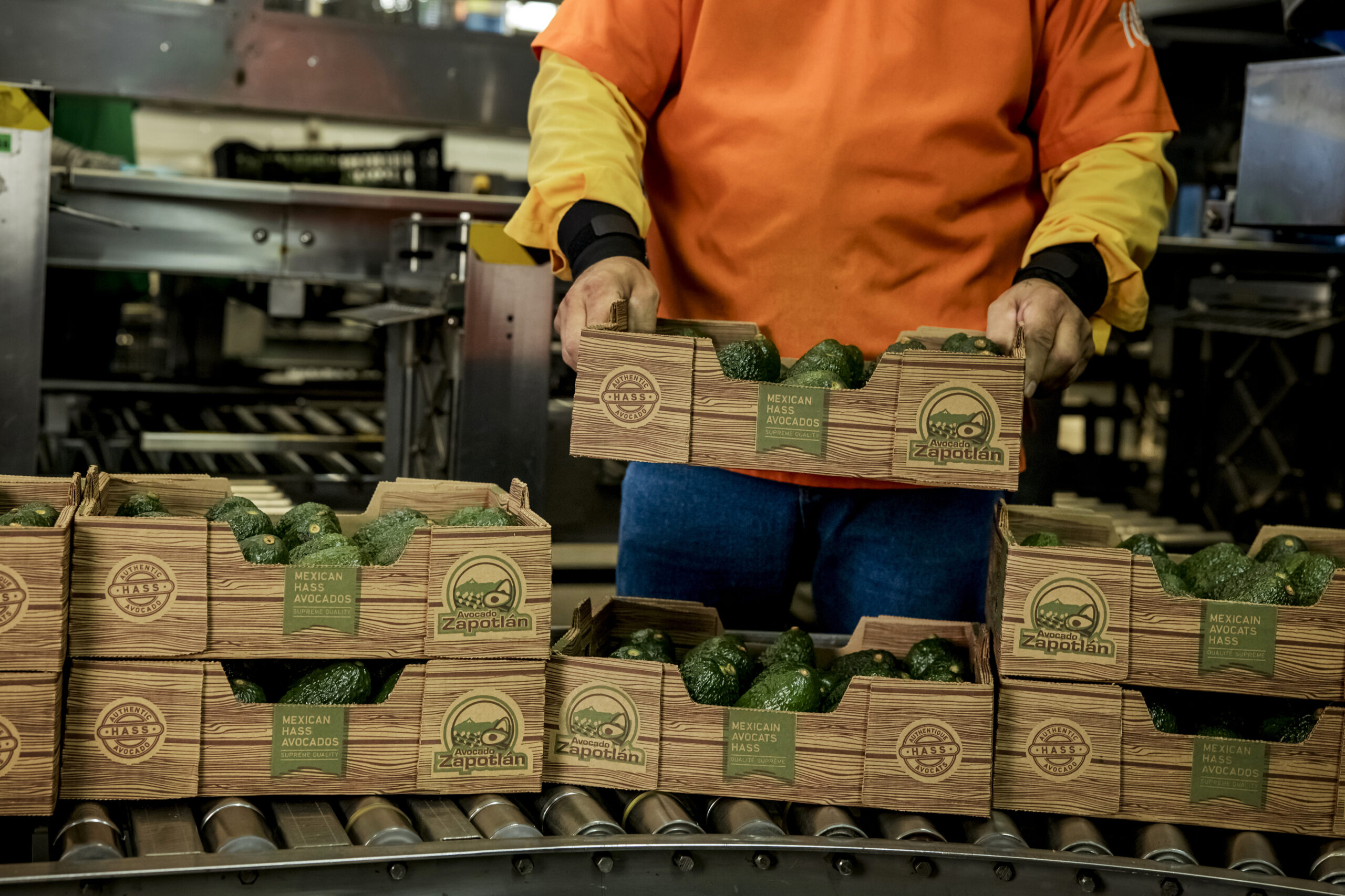 ¿Cómo surge el cultivo del aguacate en Jalisco – México?