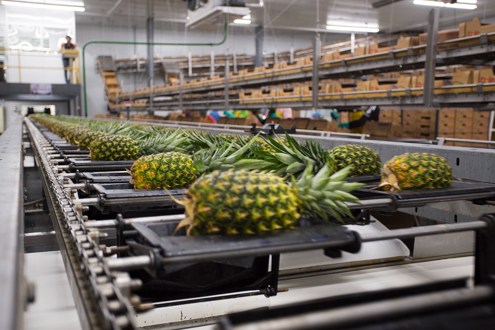 Costa Rica: Industria de la piña participa en guía de la huella de ...