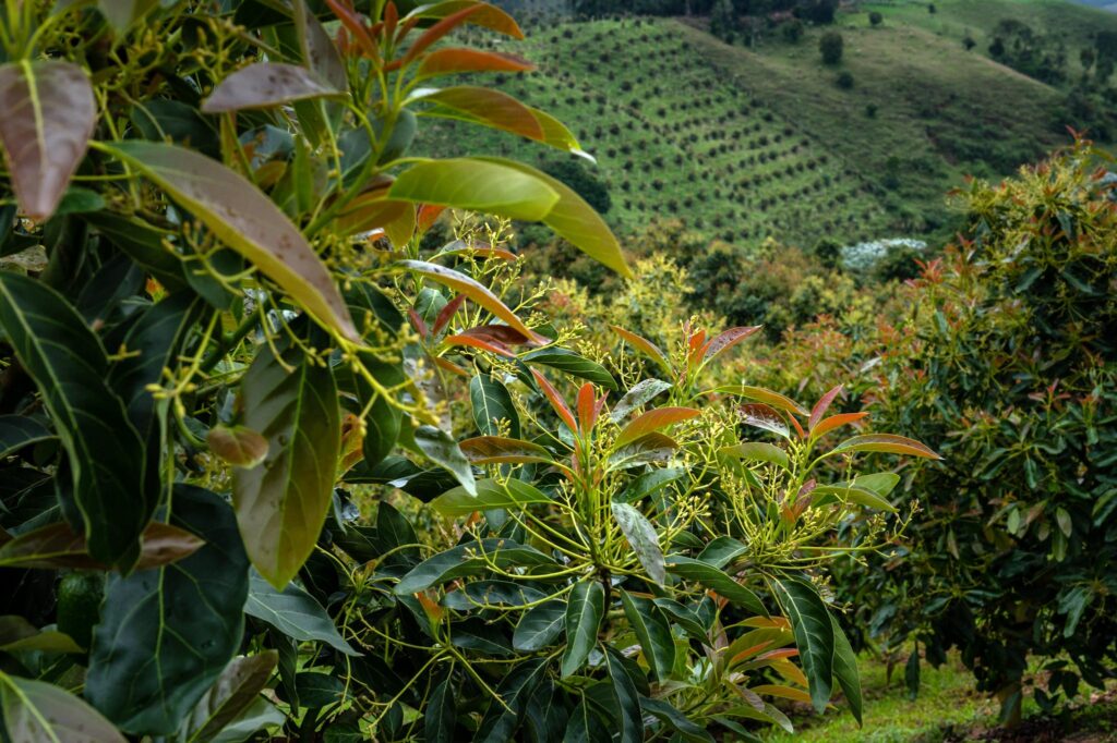 Terremoto de 7,4 en Colombia: aguacateros evalúan daños en zonas productoras