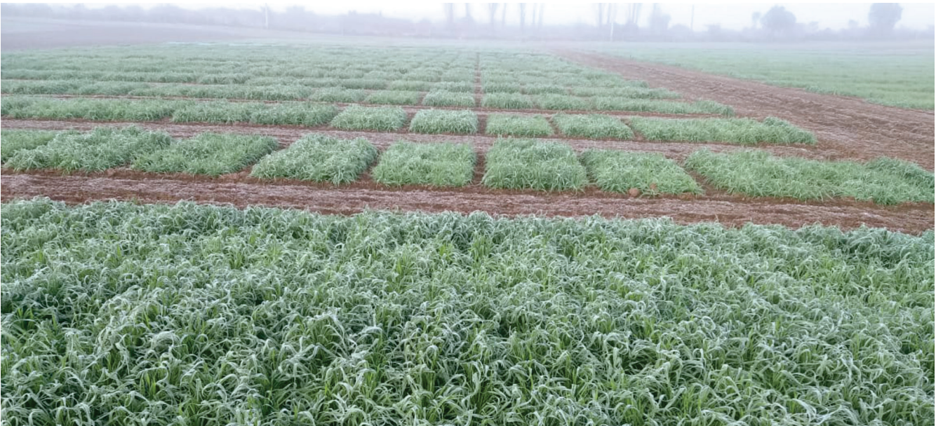 Las heladas y su impacto en la agricultura (parte 1) - PortalFruticola.com
