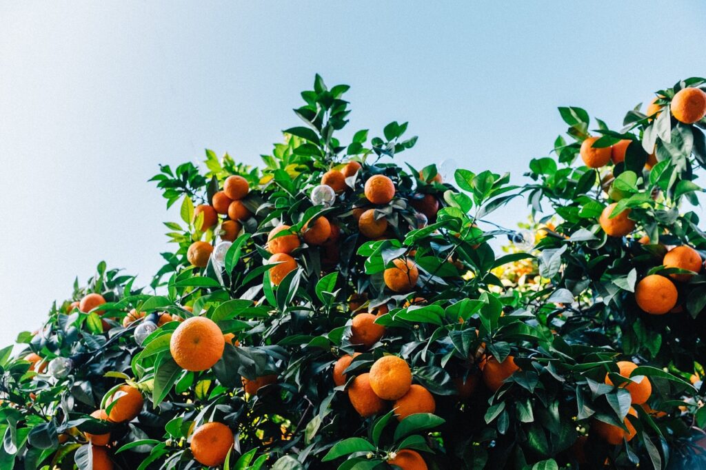 Estado del Mercado, semana 31: nuevos arribos y aperturas de mandarinas a China