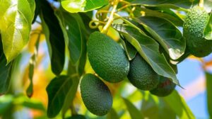 Precios del aguacate se disparan en Estados Unidos, pero la cosecha de California promete alivio