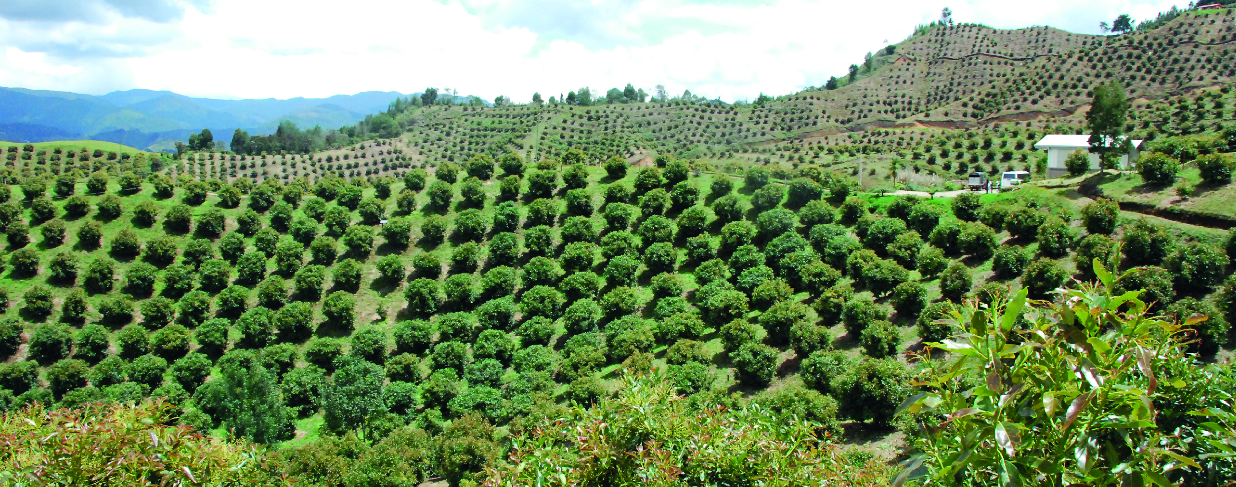 Terremoto de 7,4 en Colombia: aguacateros evalúan daños en zonas productoras 2 Terremoto de 7,4 en Colombia: se activa evaluación de posibles efectos en zonas productoras de aguacate