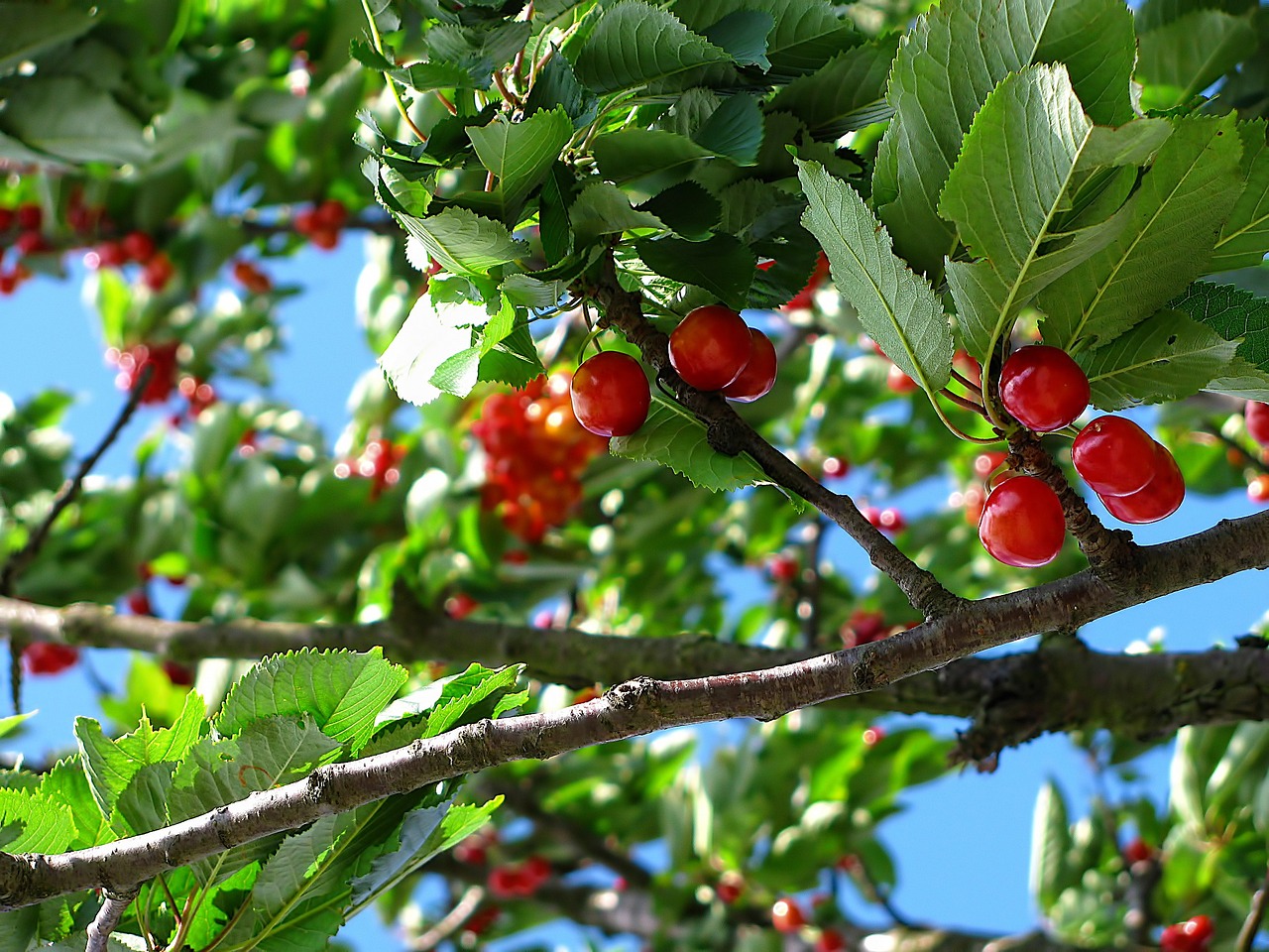 Misión Cereza 30%”: el plan para reducir dependencia de China 3 Misión Cereza 30%”: el plan para reducir dependencia de China