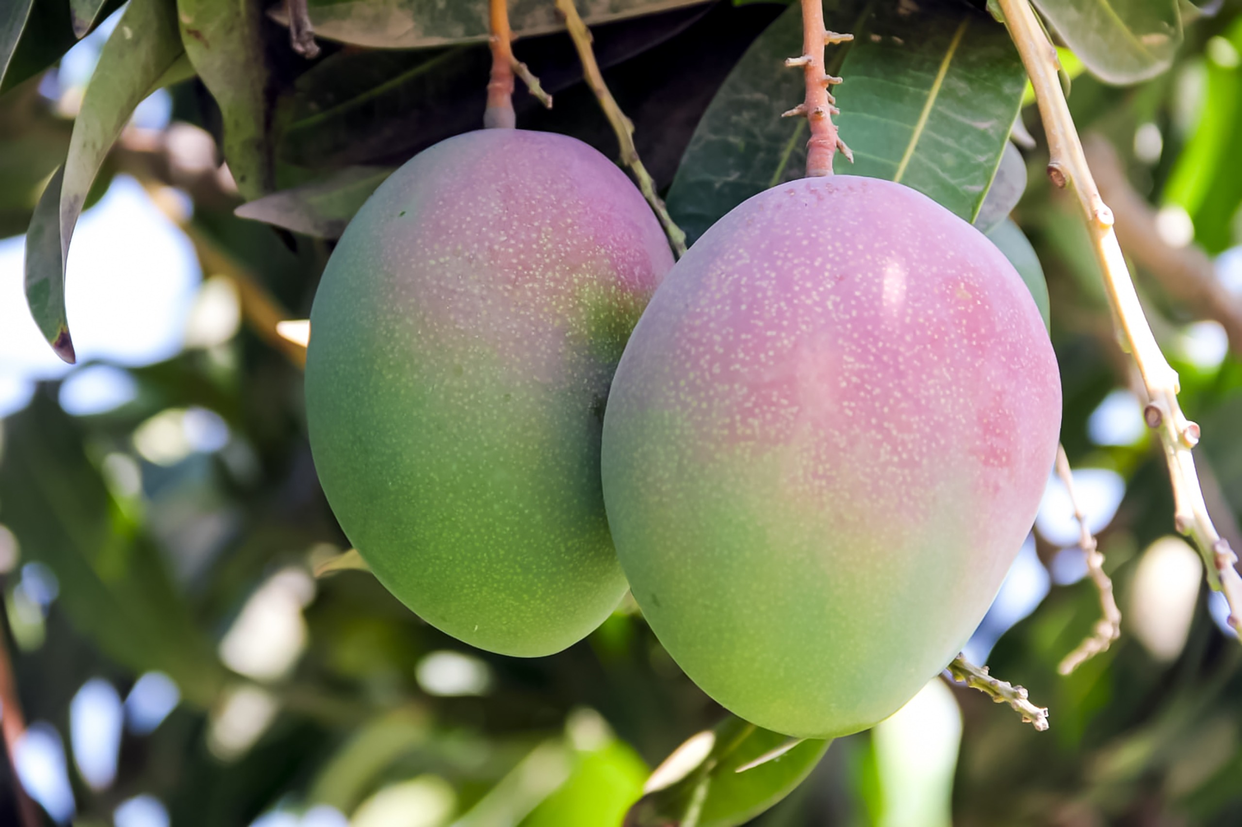 Casma apuesta por la eficiencia para sostener su liderazgo en mango y palta
