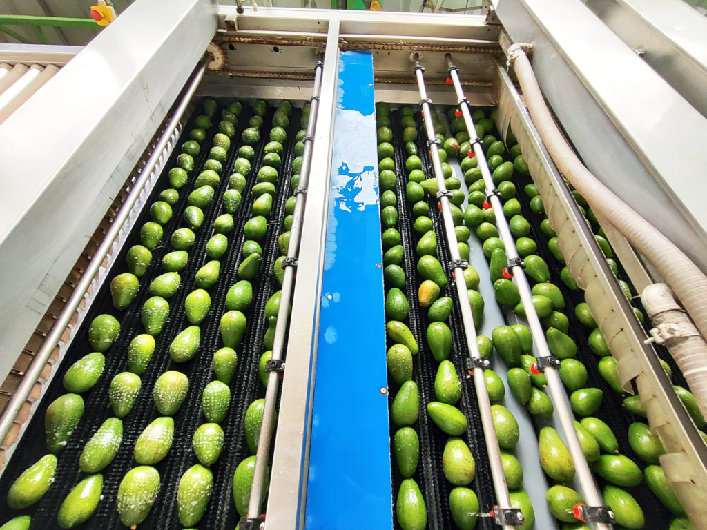 Palta peruana: Pese a contracción de las exportaciones en el primer trimestre, el panorama para 2025 es alentador Palta peruana: Pese a contracción de las exportaciones en el primer trimestre, el panorama para 2025 es alentador