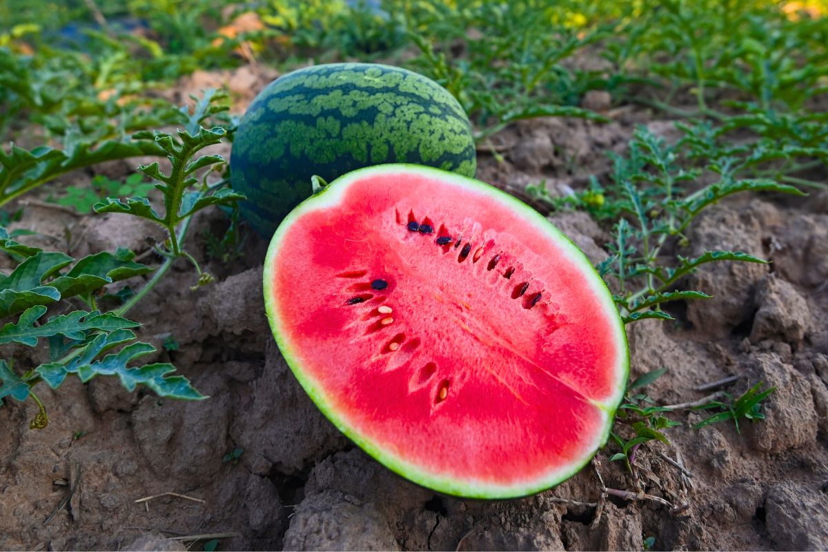 5 plagas y 5 enfermedades comunes de la sandía - Tierra Fuerte