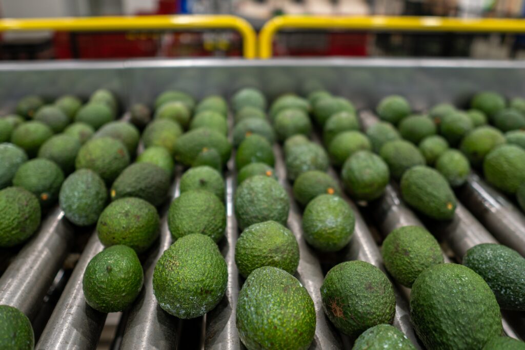Mercado global del aguacate muestra señales mixtas en Estados Unidos, Europa y China Mercado global del aguacate muestra señales mixtas en Estados Unidos, Europa y China