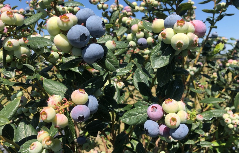 Arándanos: Un snack sano, sabroso y en continuo desarrollo