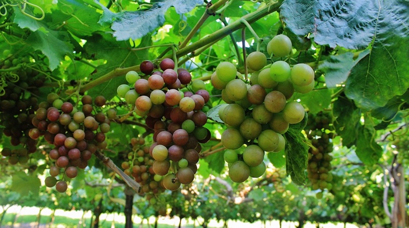 Sudáfrica supera los 67,8 millones de cajas exportadas de uva de mesa en lo que va de temporada