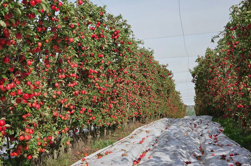 Firman protocolo para abrir mercado chino a manzanas australianas continentales 5 Concretado Firman protocolo para abrir el mercado chino a las manzanas continentales australianas