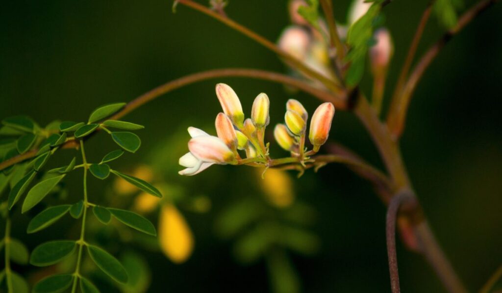 moringa