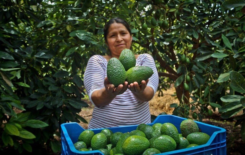 mujer en campo con palta Hass peruana Gobierno de Peru