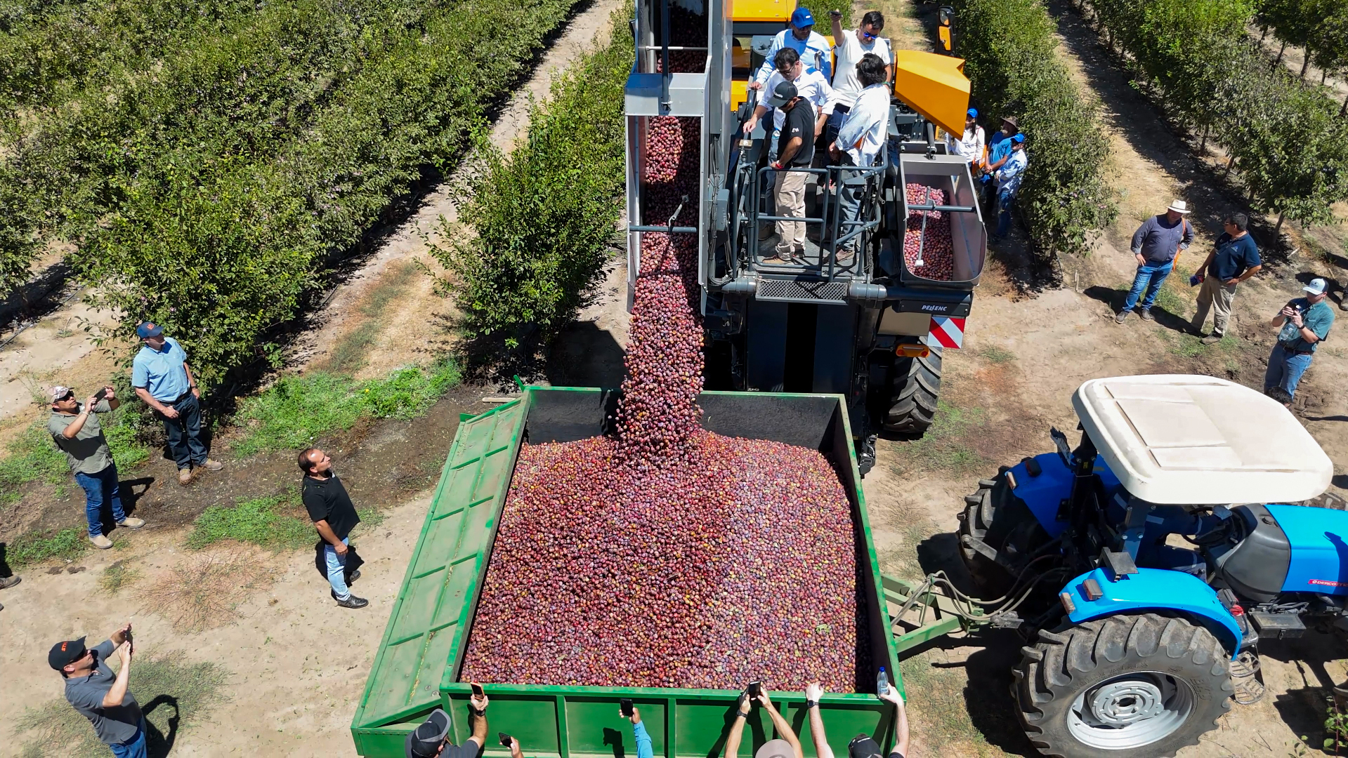 Los pioneros en la agricultura de alta densidad en ciruelos D'agen
