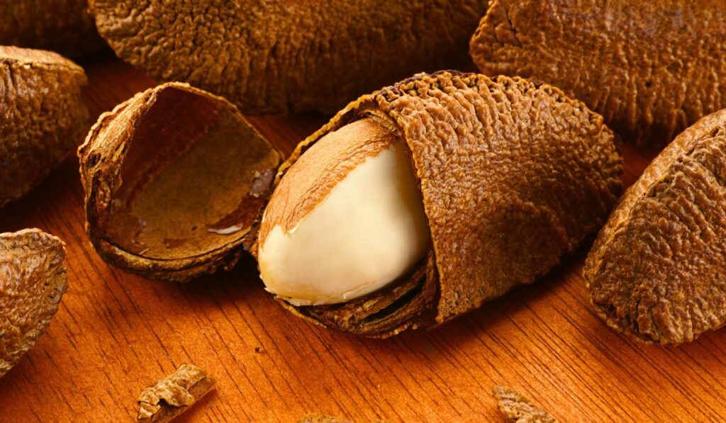 Guía para el cultivo de nuez de Brasil en Perú 3 nuez de brasil
