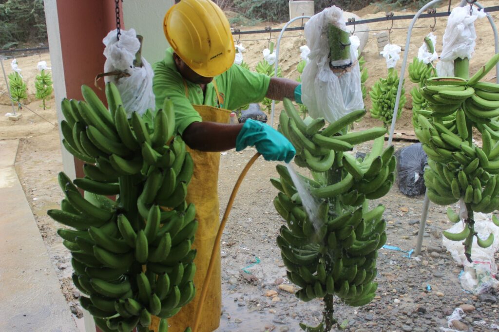 La industria del banano en República Dominicana se está reduciendo