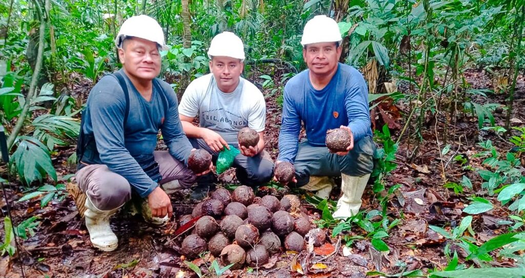 Castaña amazónica peruana llega a India con valor agregado y sello indígena Castaña amazónica peruana llega a India con valor agregado y sello indígena