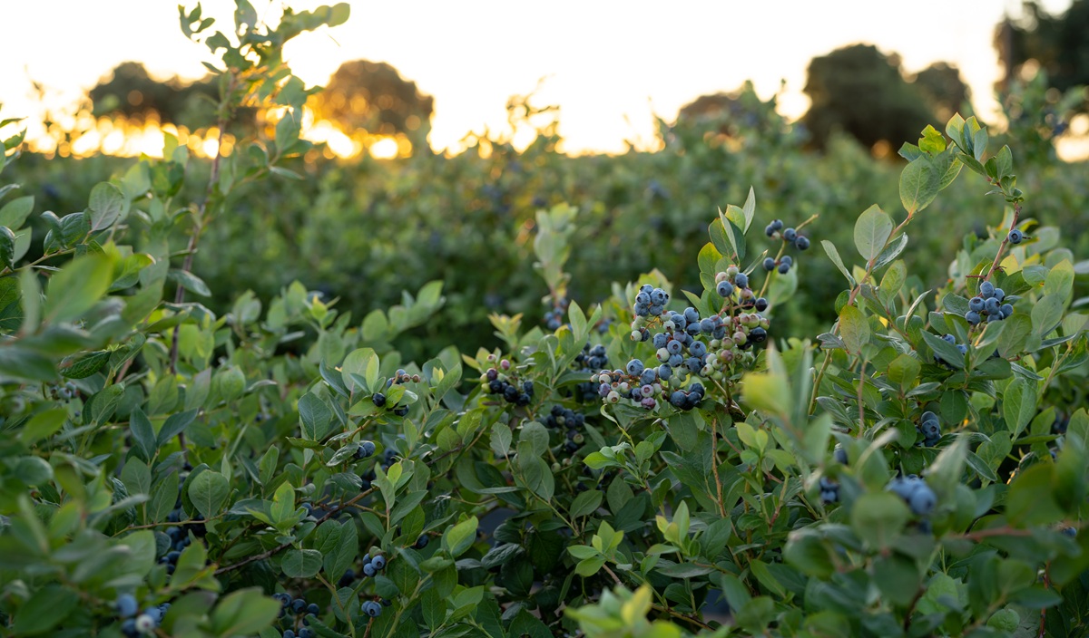 California Giant Berry Farms.