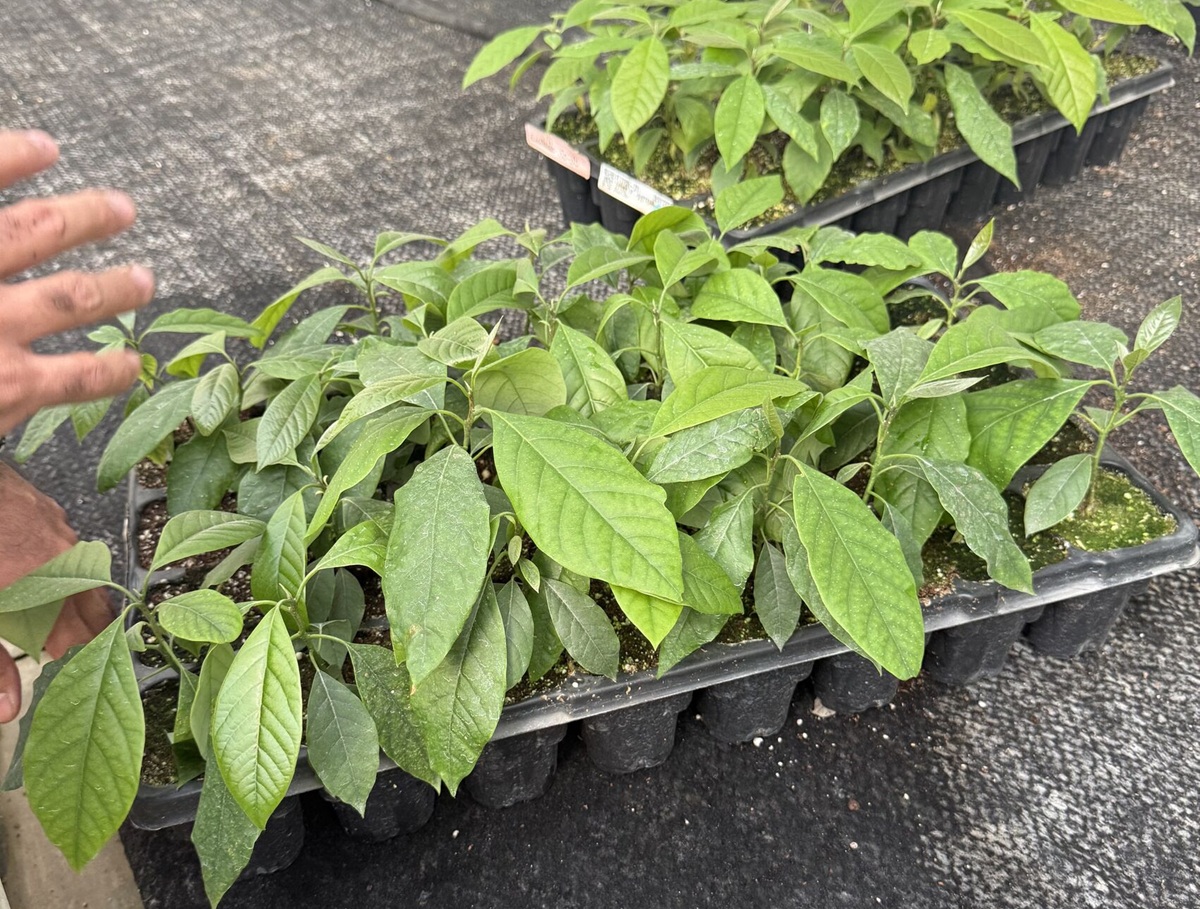 Grupo Hijuelas anuncia expansión a Francia con centro de I+D para fortalecer su plataforma global de material vegetal