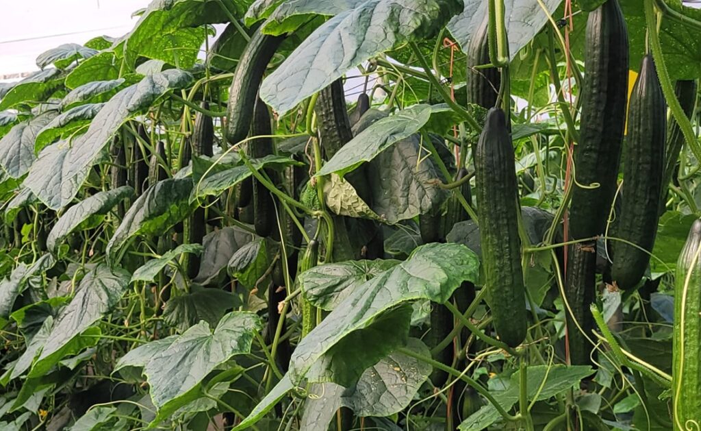 BASF refuerza su negocio global de semillas con una inversi&oacute;n millonaria en Europa