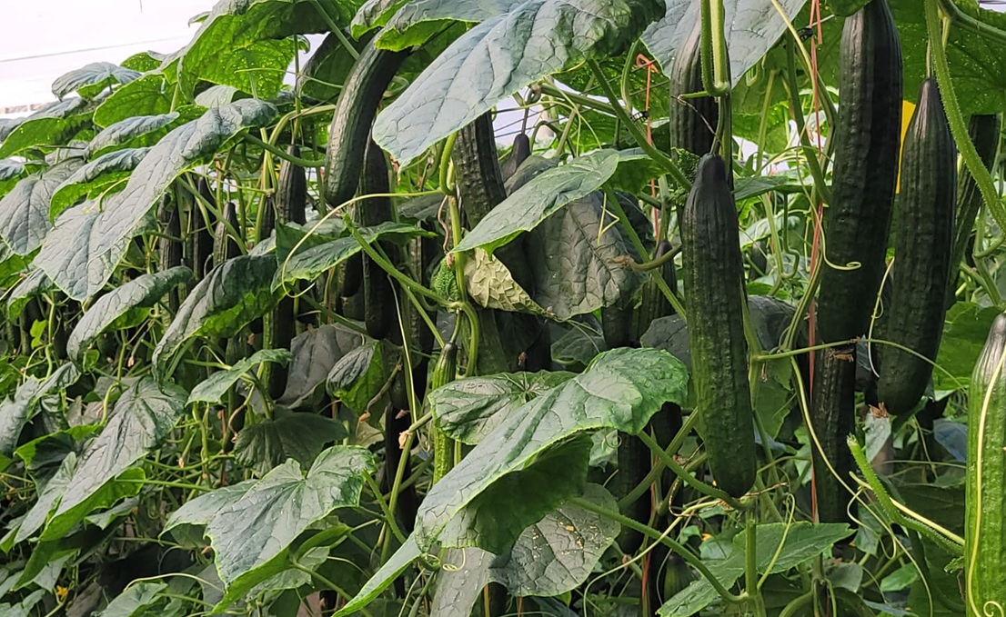 BASF | Nunhems revoluciona el pepino largo con variedades de alta calidad y cuádruple resistencia