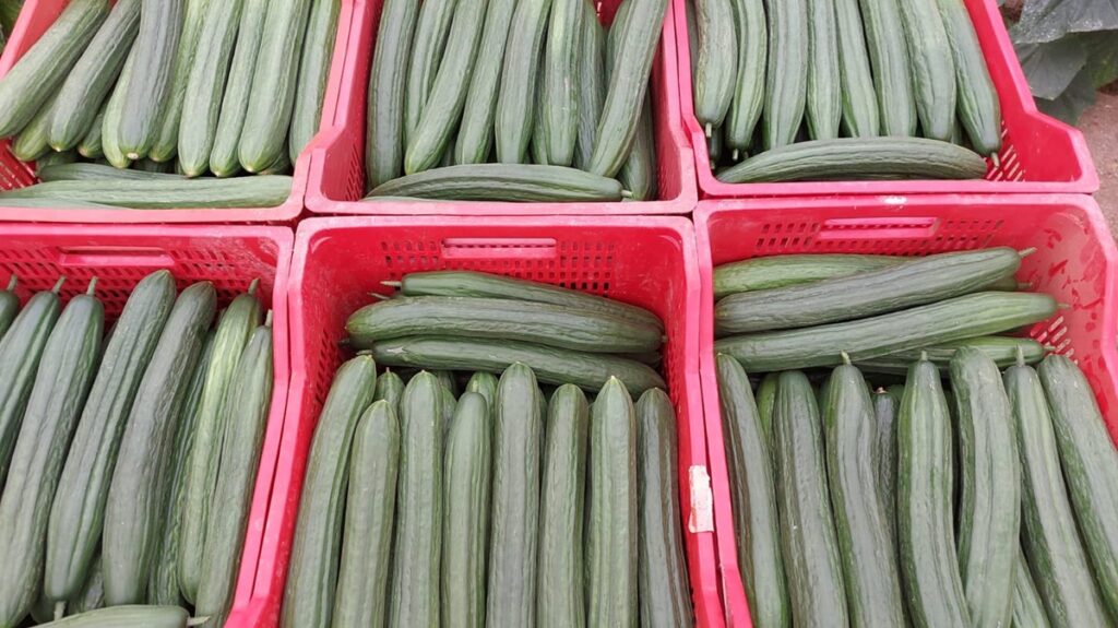 BASF | Nunhems revoluciona el pepino largo con variedades de alta calidad y cuádruple resistencia