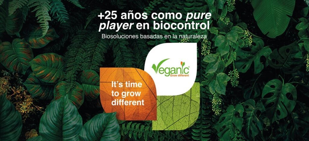 Veganic lanza solución de origen natural para combatir plaga devastadora del arroz Veganic lanza solución de origen natural para combatir plaga devastadora del arroz