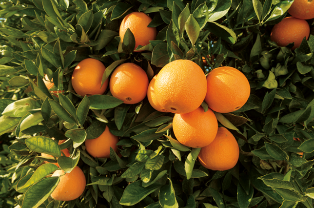  Wonderful Citrus sigue apostando fuerte por los limones sin semillas