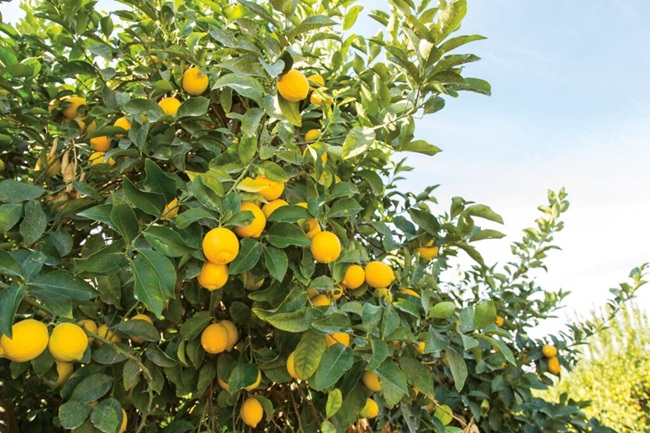 Wonderful Citrus sigue apostando fuerte por los limones sin semillas