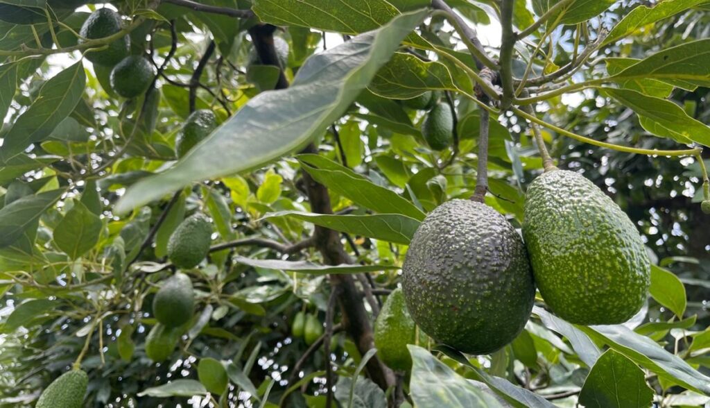 Arranca la cosecha de aguacate en el Estado de México, tercera entidad productora del país Arranca la cosecha de aguacate en el Estado de México, tercera entidad productora del país