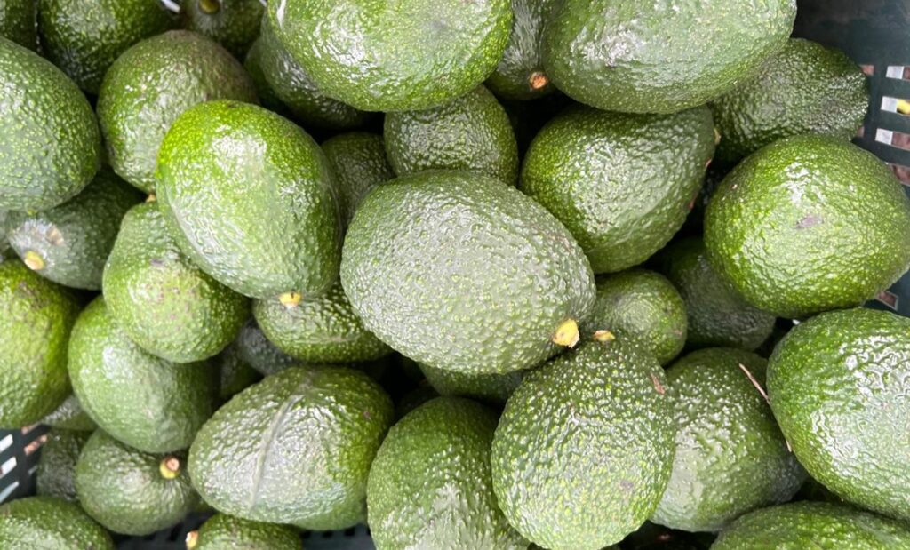 México refuerza sustentabilidad en la cadena del aguacate de exportación