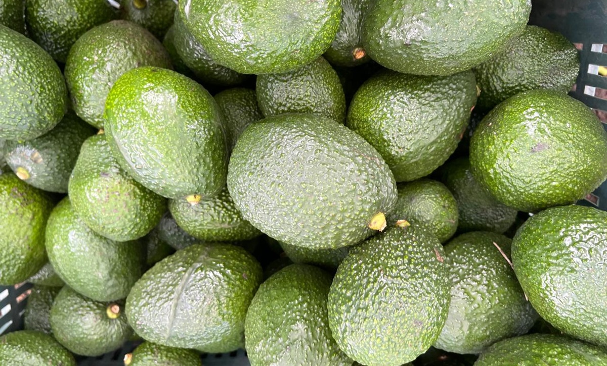 Arranca la cosecha de aguacate en el Estado de México, tercera entidad productora del país 3 Arranca la cosecha de aguacate en el Estado de México, tercera entidad productora del país