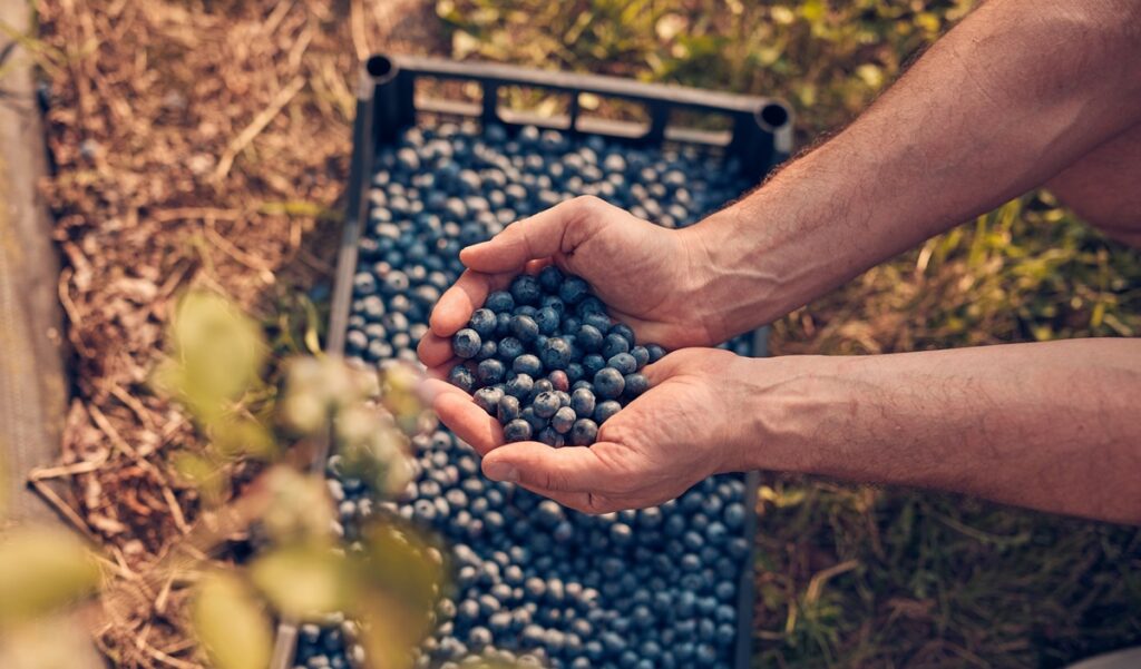 Exportaciones de arándanos peruanos se disparan, respaldadas por nuevas variedades y expansión de mercados