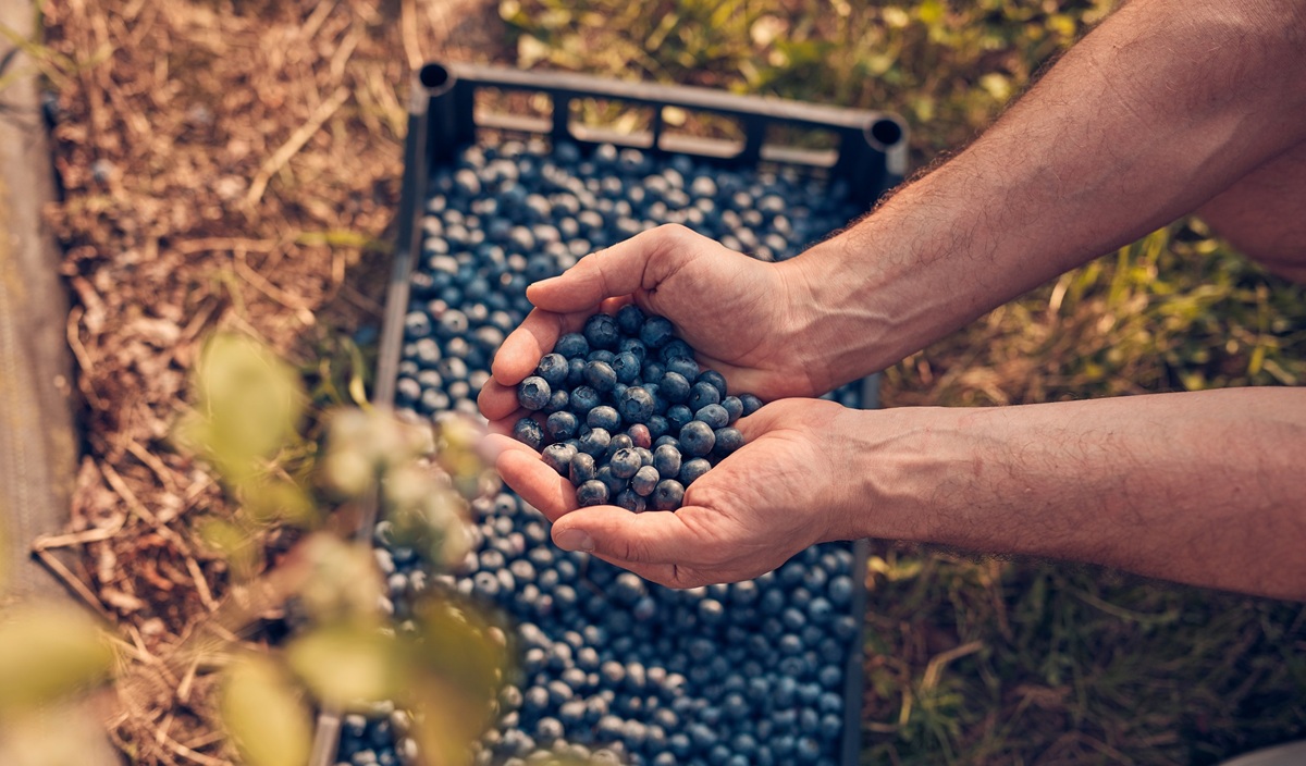 Uva, palta y mango lideran fuerte crecimiento de las exportaciones de frutas peruanas en 2025