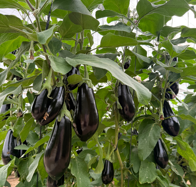 Semillas Fitó es premiada por su método pionero para medir la huella ecológica de variedades hortícolas