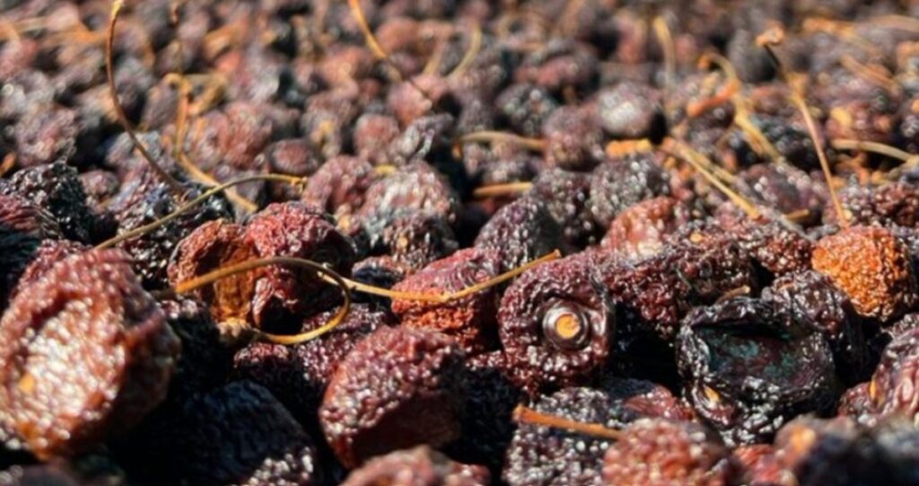 Cereza deshidratada en Chile: una alternativa que busca consolidarse Cereza deshidratada en Chile: una alternativa que busca consolidarse