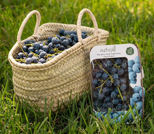 Hortifrut lanza naturAll, el primer arándano en rama comercializado en Europa