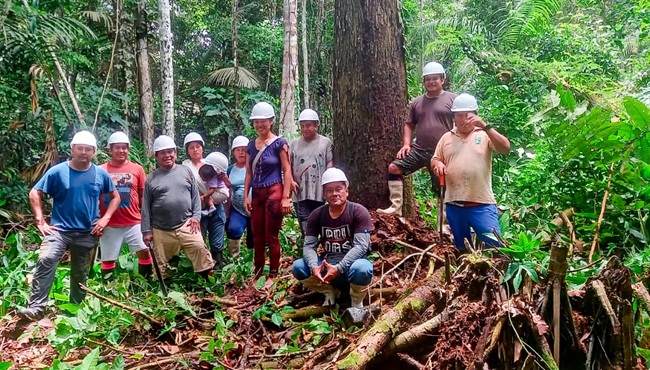 Castaña amazónica peruana llega a India con valor agregado y sello indígena