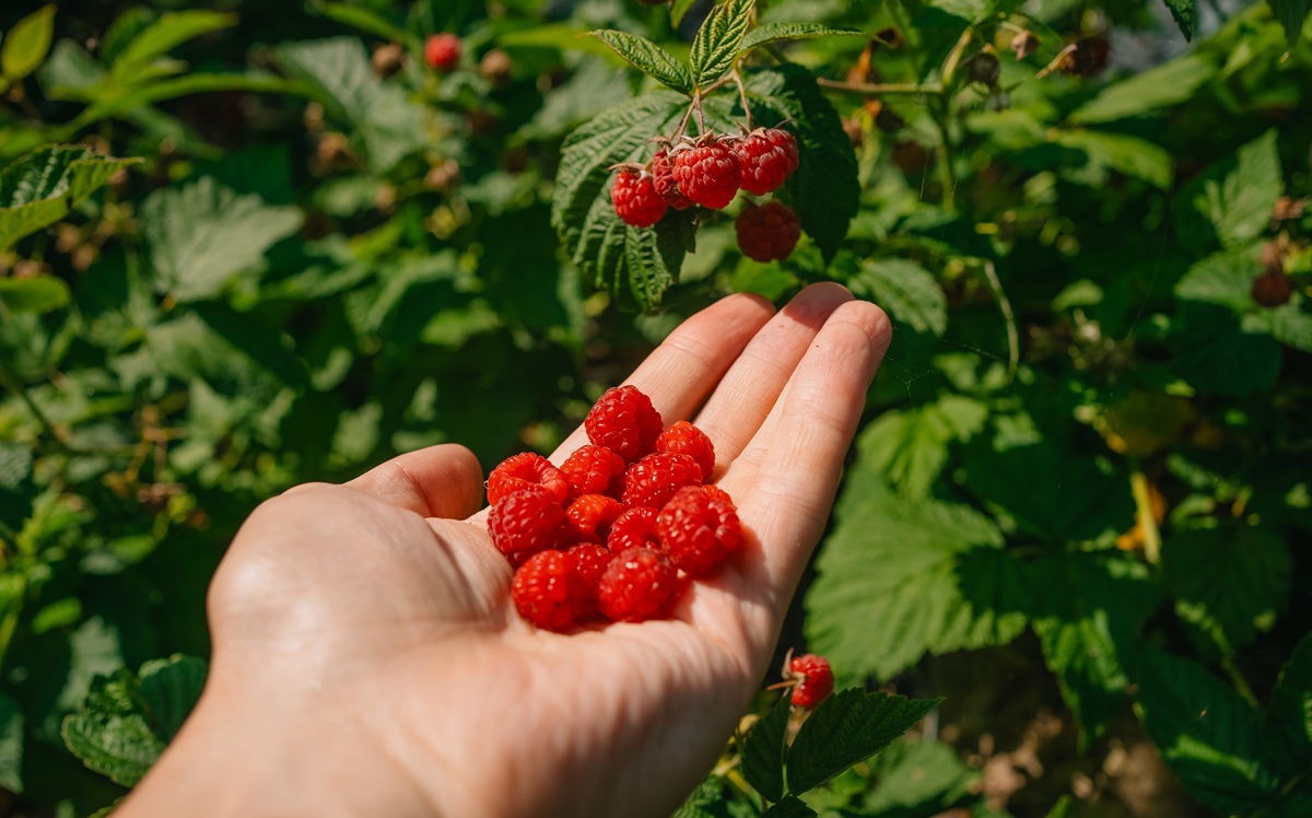 Berries mexicanos: robótica e inteligencia artificial transforman la industria