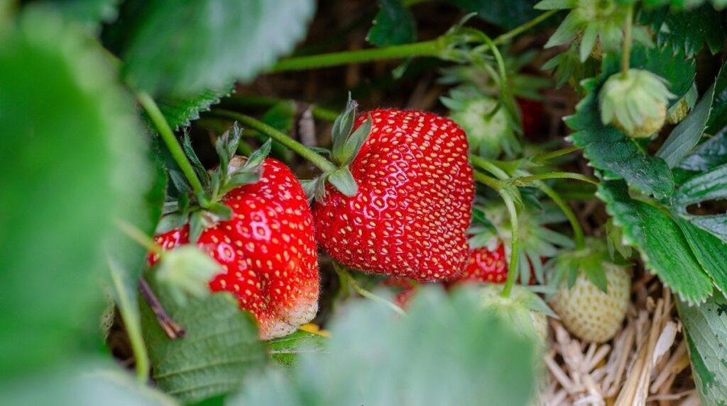Europa impulsa innovador proyecto para fabricar envases alimentarios a partir de residuos de fresas Europa impulsa innovador proyecto para fabricar envases alimentarios a partir de residuos de fresas